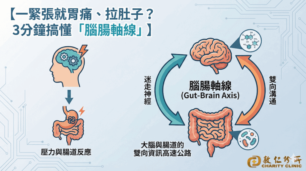 腦腸軸線圖解
