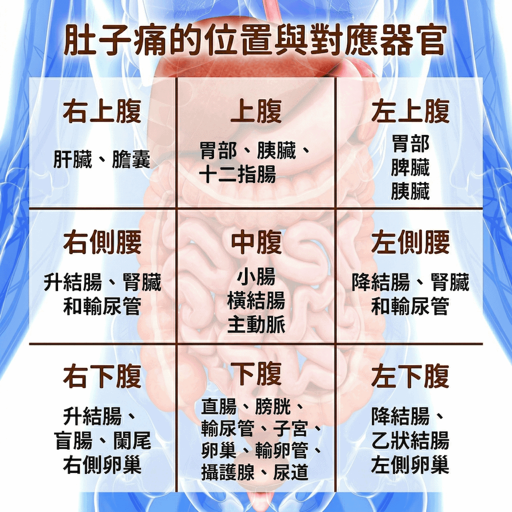 肚子痛位置與對應腹部器官九官格